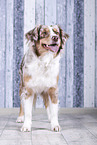 standing Australian Shepherd