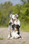 Australian Shepherds