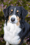 Australian Shepherd Portrait