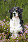 sitting Australian Shepherd