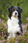 sitting Australian Shepherd