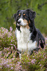 sitting Australian Shepherd