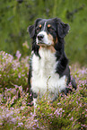 sitting Australian Shepherd