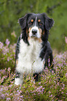 standing Australian Shepherd