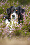 Australian Shepherd Portrait
