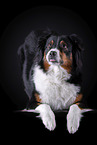 lying Australian Shepherd