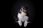 lying Australian Shepherd
