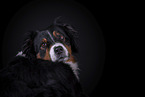 Australian Shepherd