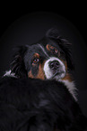 Australian Shepherd