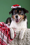 lying Australian Shepherd