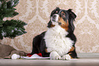 lying Australian Shepherd