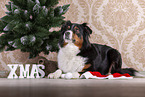 lying Australian Shepherd