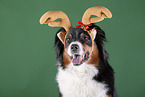 Australian Shepherd Portrait