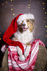 lying Australian Shepherd