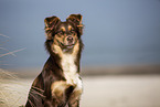 Australian Shepherd Portrait