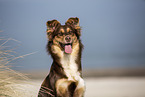 Australian Shepherd Portrait