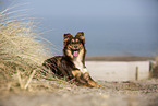 lying Australian Shepherd