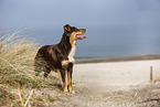 standing Australian Shepherd