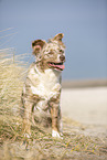 sitting Australian Shepherd