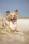 lying Australian Shepherd