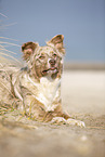 lying Australian Shepherd