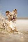 lying Australian Shepherd