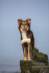 Australian Shepherd