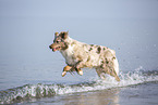 Australian Shepherd running on the beach
