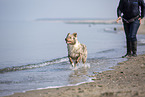Australian Shepherd running on the beach