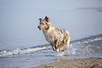 Australian Shepherd running on the beach