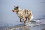 Australian Shepherd running on the beach