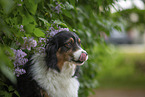 Australian Shepherd Portrait