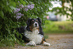 lying Australian Shepherd