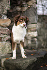 standing Australian Shepherd