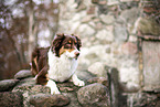lying Australian Shepherd