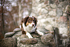 lying Australian Shepherd