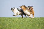 Australian Shepherd with mongrel