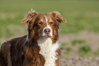Australian Shepherd Portrait