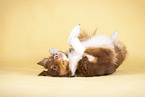 wallowing Australian Shepherd