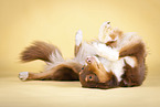 wallowing Australian Shepherd