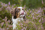 Australian Shepherd Portrait