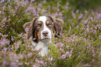Australian Shepherd Portrait