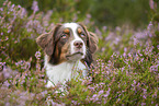 Australian Shepherd Portrait