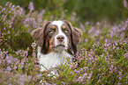 Australian Shepherd Portrait