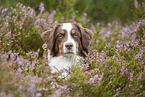Australian Shepherd Portrait