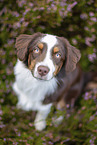 sitting Australian Shepherd