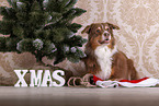 lying Australian Shepherd