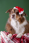 lying Australian Shepherd