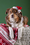 lying Australian Shepherd