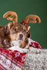 lying Australian Shepherd